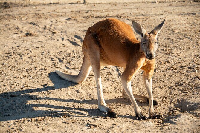 Sip and Animal Safari Experience in Fredericksburg - Good To Know