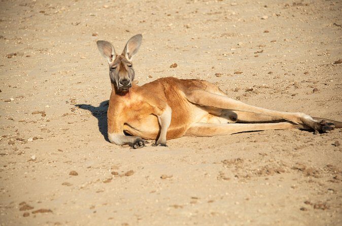 Sip and Animal Safari Experience in Fredericksburg - Who Should Consider This Tour?