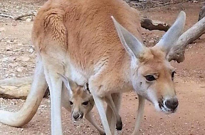 Sip and Animal Safari Experience in Fredericksburg - Final Thoughts