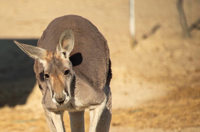 Sip and Animal Safari Experience in Fredericksburg - FAQ