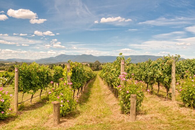 Sip and Savor: Private Yarra Valley Wine Tour From Melbourne - The Sum Up