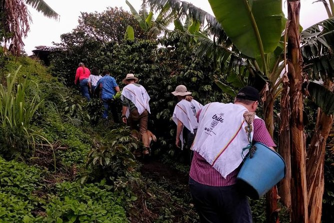 Sip and Soak Up Medellín's Coffee Culture - Coffee Tour in Medellín