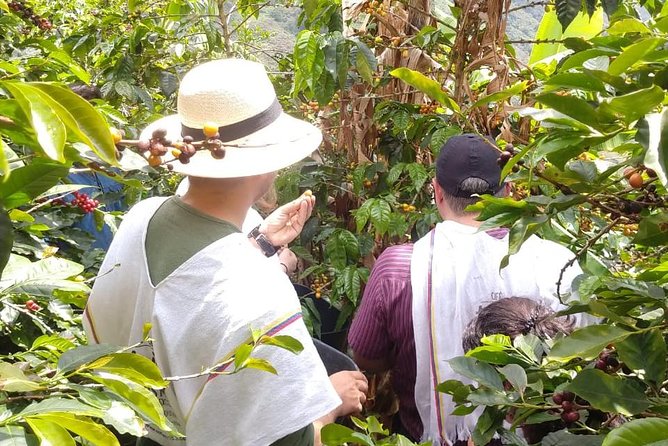 Sip and Soak Up Medellín's Coffee Culture - Colombian Coffee Production Insights