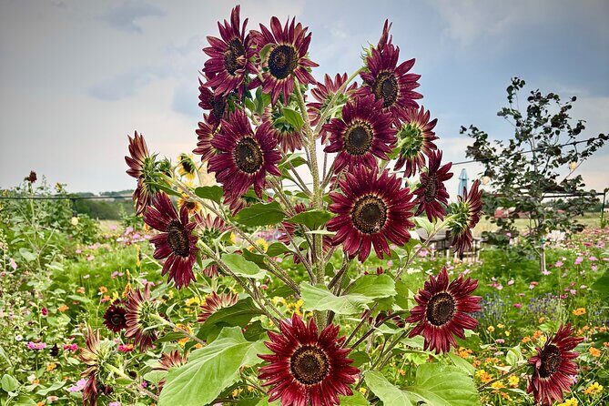 Sip Like a Local Private Wine Tours by Native Experts - Good To Know