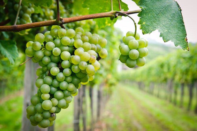 Sip, Swirl and Savour Chocolate & Wine Tour - Tour Details