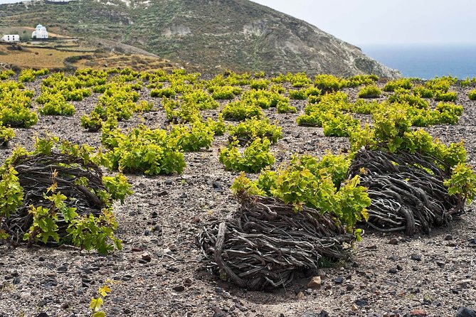 Sip Your Way Around Santorini Private Wine Tour - Must-Try Santorini Wine Varieties