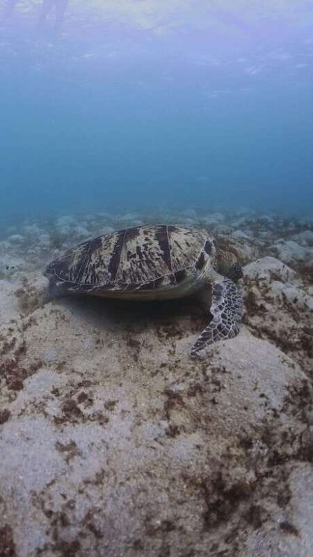 Siquijor: Freediving Adventure with Lunch and Beach Time - Good To Know