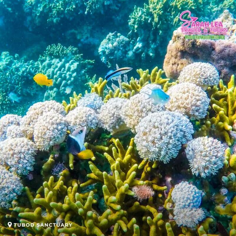 Siquijor: Island Adventure Day Trip with Snorkeling & Falls - Practical Considerations