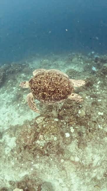 Siquijor: Jeepney Island Tour with Snorkeling - An In-Depth Look at the Tour Experience