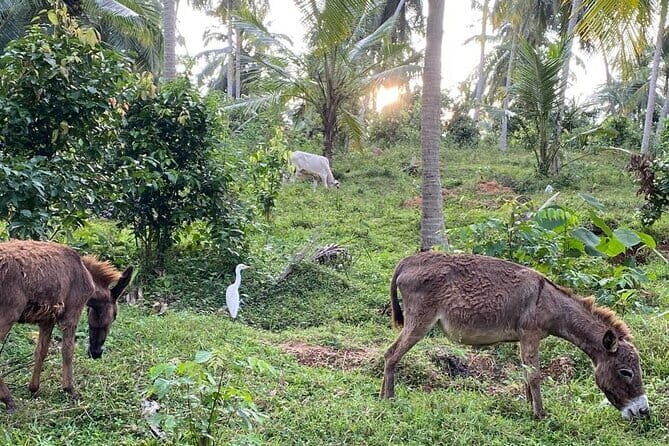 Sirin Park Eco Tour in Sri Lanka - Good To Know