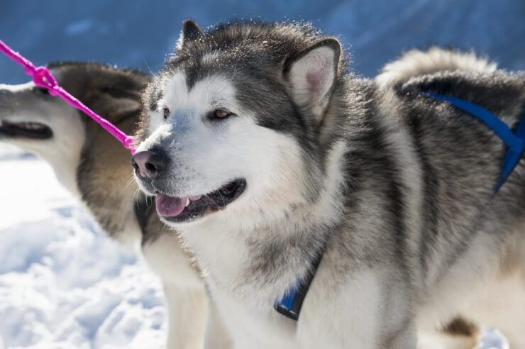 Sirkka: 1.5 Km Family-Friendly Husky Sledding Ride - Good To Know