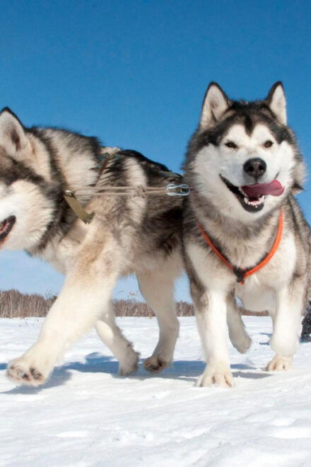 Sirkka: 1.5 Km Family-Friendly Husky Sledding Ride - Inclusions and Amenities