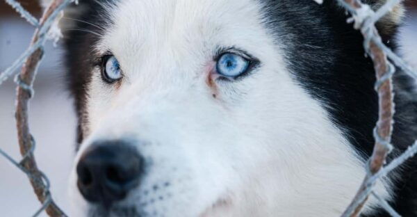 Sirkka: 1.5 Km Family-Friendly Husky Sledding Ride - Transportation Details