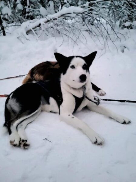 Sirkka: 1.5 Km Family-Friendly Husky Sledding Ride - Local Culture Insights