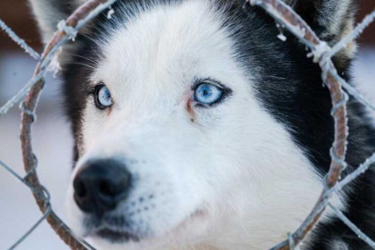 Sirkka: 5 Km Husky Sledding Ride in Levi - Good To Know