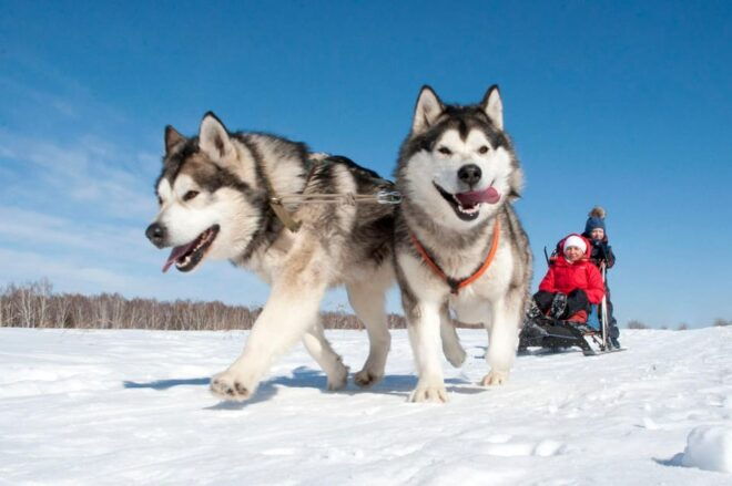 Sirkka: 5 Km Husky Sledding Ride in Levi - Meeting Information