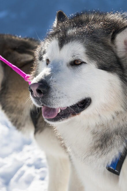 Sirkka: 5 Km Husky Sledding Ride in Levi - Tips for Enjoying Your Ride