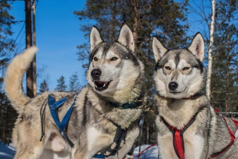 Sirkka: Husky Sled Ride in Levi - Sirkka: Husky Sled Ride in Levi – A Magical Arctic Experience