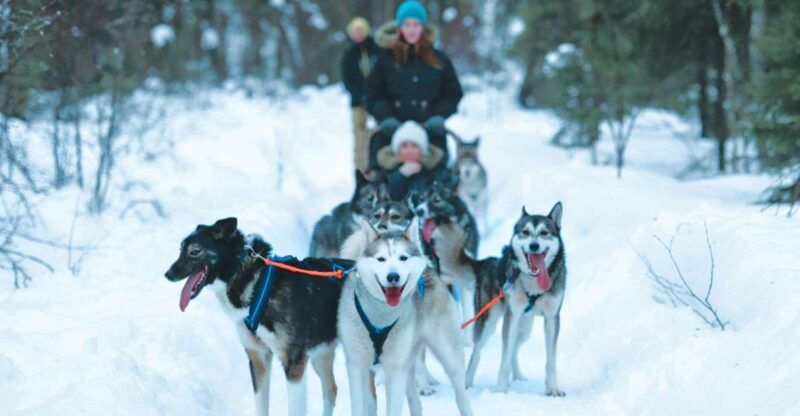 Sirkka: Husky Sled Ride in Levi - A Complete Look at the Sirkka Husky Sled Ride