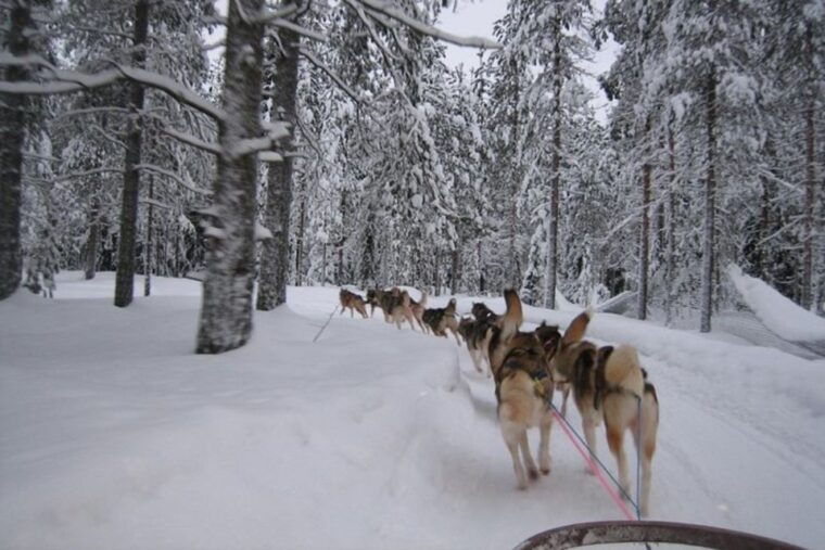 Sirkka: Husky Sled Ride in Levi - The Experience Value