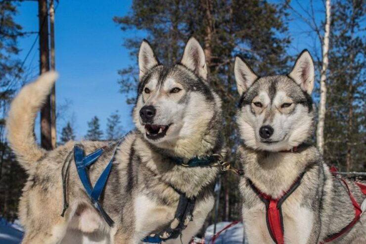 Sirkka: Husky Sled Ride in Levi - Ticket Information