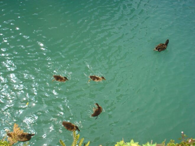 Sirmione Private Tour: on the Shores of Lake Garda - Inclusions