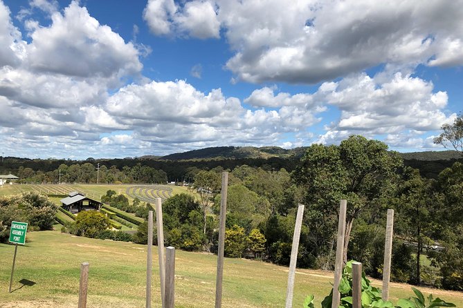 Sirromet Winery 3 Course Lunch, Tour, Tastings and Transfers - How to Make the Most of Your Visit to Sirromet Winery