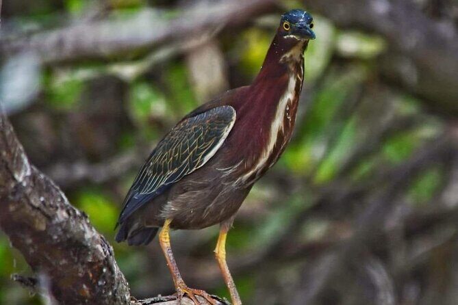 Sisal kayak through Mangroves & Bird watching from Merida - Final Thoughts