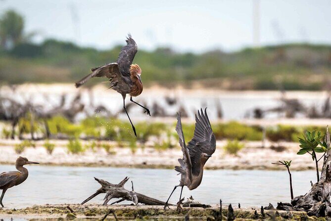 Sisal Mangroves & Beach Expedition from Merida - The Sum Up