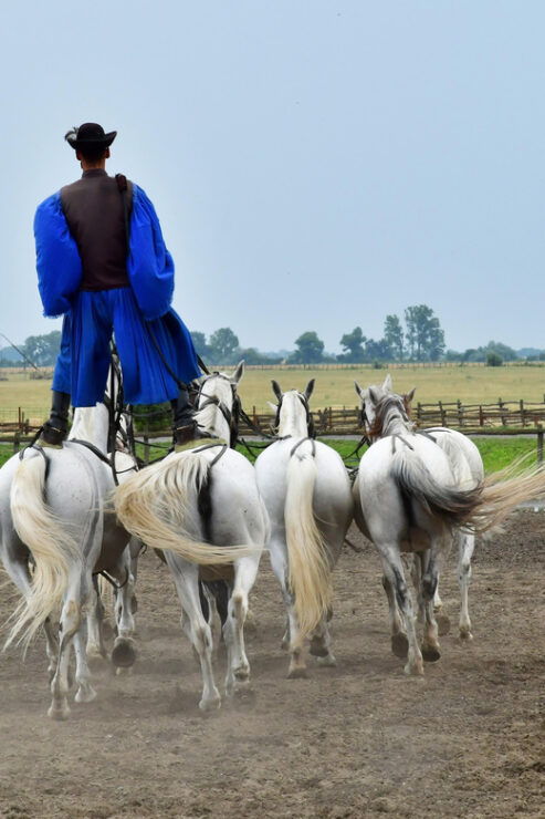 Sissy Palace Tour - Optional Hungarian Horse Show and Lunch - Experience Highlights and Attractions