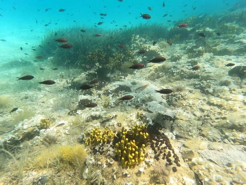 Sithonia: 1 Guided Shore Dive for Certified Divers - An In-Depth Look at the Experience