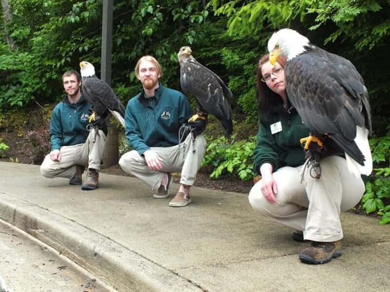 Sitka: Alaska Raptor Center Admission Ticket - A Deep Dive into the Alaska Raptor Center Experience