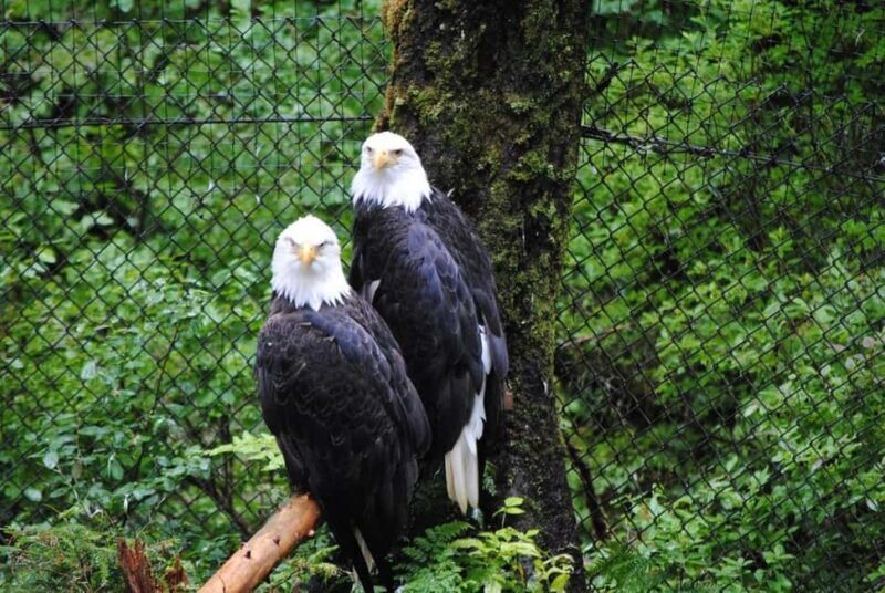Sitka: Alaska Raptor Center Admission Ticket - Final Thoughts: Is It Worth It?