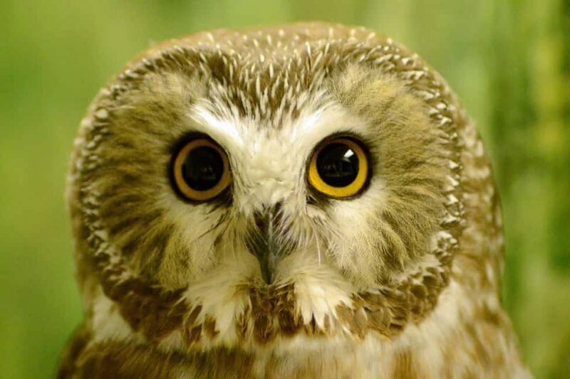 Sitka: Alaska Raptor Center Admission Ticket - FAQ