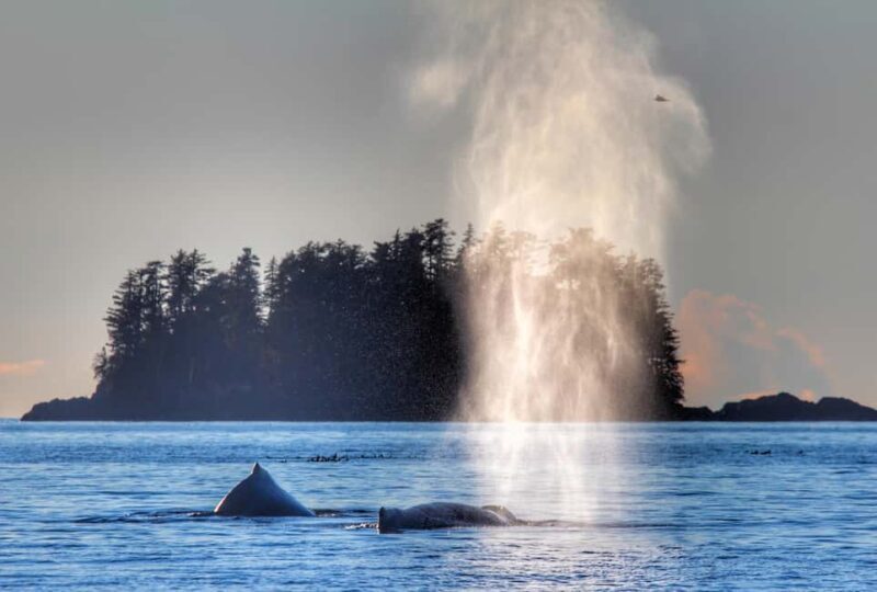 Sitka: Premiere Whale Watching and Wildlife Tour - Good To Know