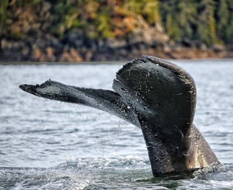Sitka: Premiere Whale Watching and Wildlife Tour - Why You’ll Love This Wildlife Tour