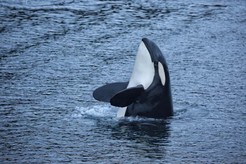 Sitka: Premiere Whale Watching and Wildlife Tour - Practical Details and Considerations