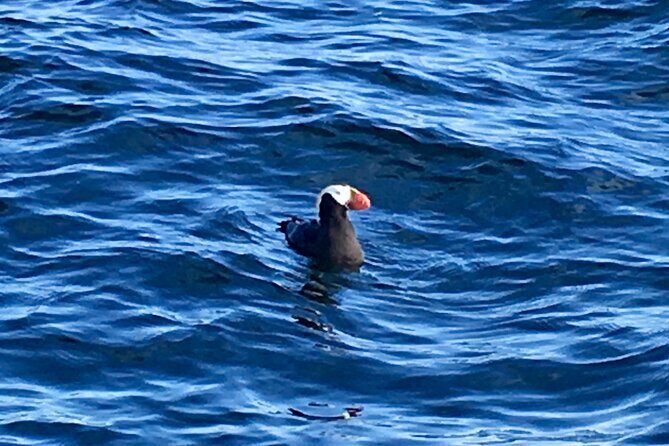 Sitka Sea Birds & Marine Life Private Charter Scenic Eco-Tour - Practical Details