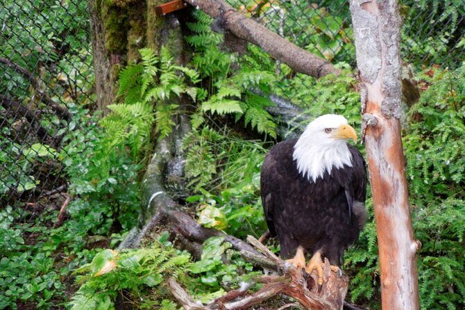 Sitka Sea Birds & Marine Life Private Charter Scenic Eco-Tour - Why This Tour Is Worth Considering