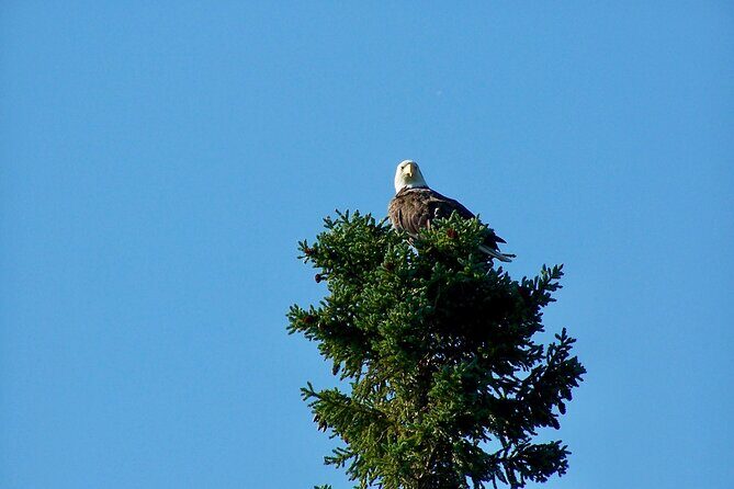 Sitka Sea Birds & Marine Life Private Charter Scenic Eco-Tour - The Experience in Practice: Wildlife, Views, and Personal Touches
