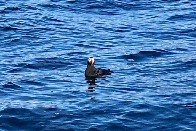 Sitka Sea Birds & Marine Life Private Charter Scenic Eco-Tour - Who Will Love This Tour?