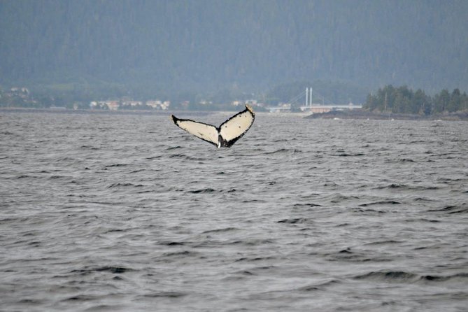Sitka Shore Excursion: Whale-Watching and Marine Life Tour - Common Questions
