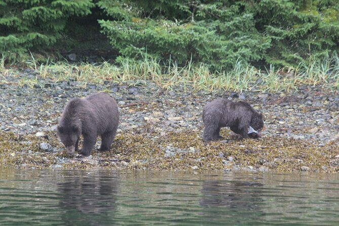 Sitka Sound Marine Wildlife Tour - Good To Know