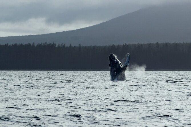Sitka Sound Marine Wildlife Tour - An In-Depth Look at the Sitka Sound Marine Wildlife Tour