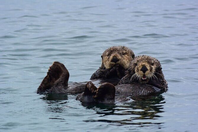 Sitka Whale Watch and Sea Otter Quest - Good To Know