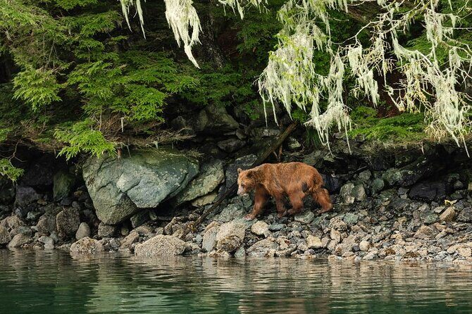 Sitka Whale Watch and Sea Otter Quest - The Experience in Detail: What to Expect
