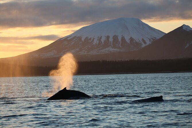 Sitka Whale Watch and Sea Otter Quest - Analyzing the Value