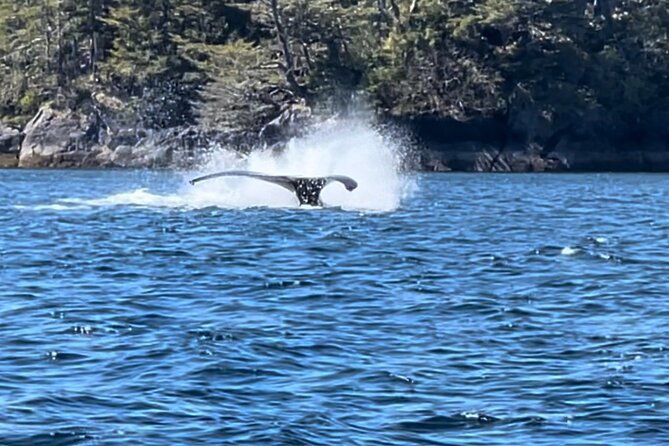 Sitkas Private Wildlife Whale Adventure for 6 w/Transportation - Who Should Consider This Tour?