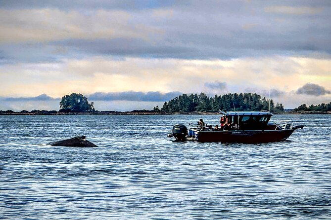 Sitkas Private Wildlife Whale Adventure for 6 w/Transportation - The Sum Up