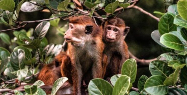 Six-Day Immersive Adventures in Sri Lanka - Common Questions